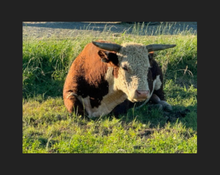 Carolina Meat Conference thumb