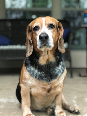 Vanya, aka Le Fat Beagle